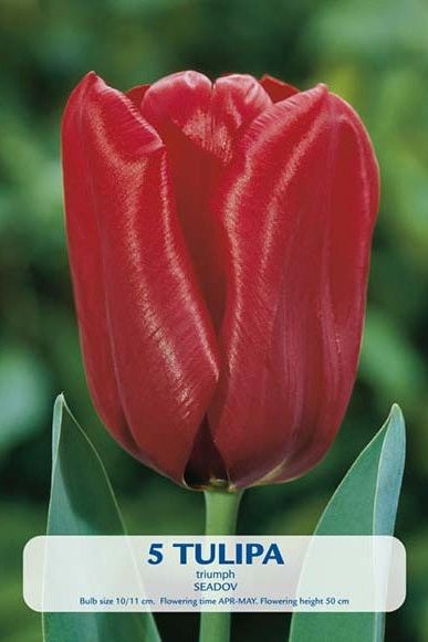 Tulip Seadov 5-pakning